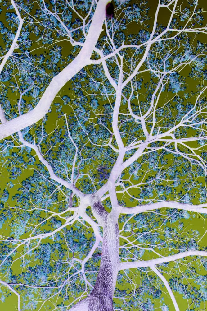 Surreal Branches by Shot by Clint — canvas wall art