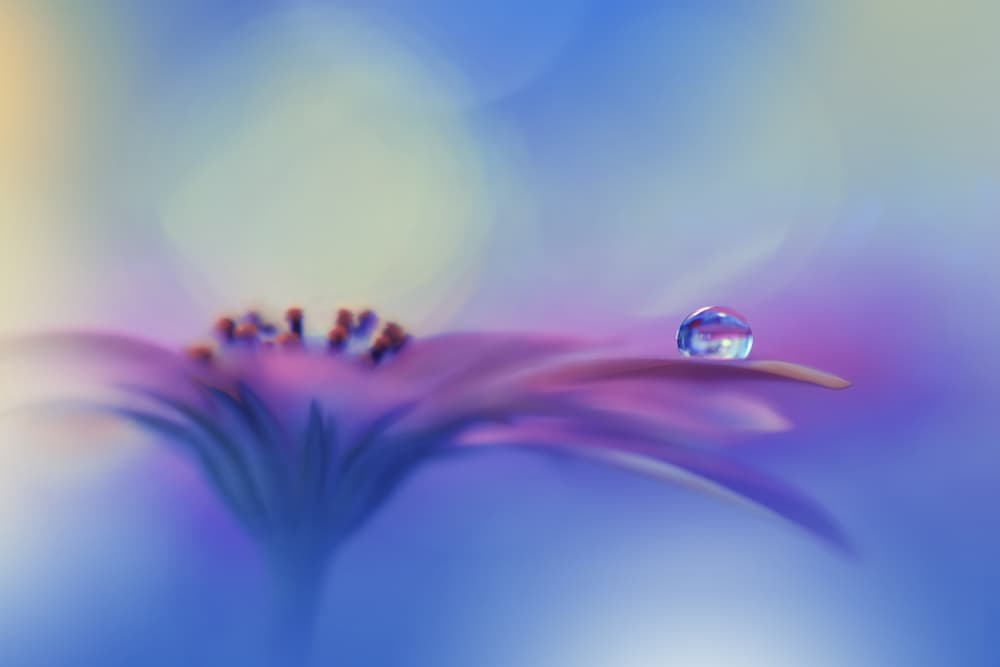 Dreamy Flower Drop by Juliana Nan — canvas wall art