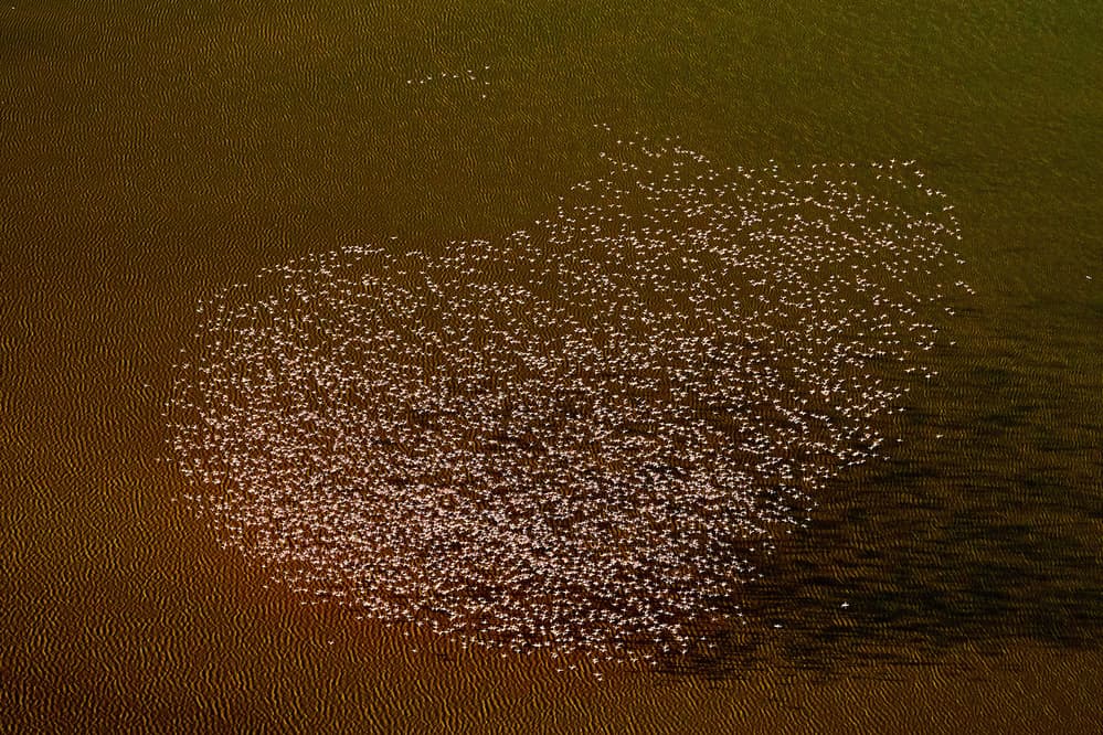 Vast Flamingo Flock by Peter Hudson — canvas wall art