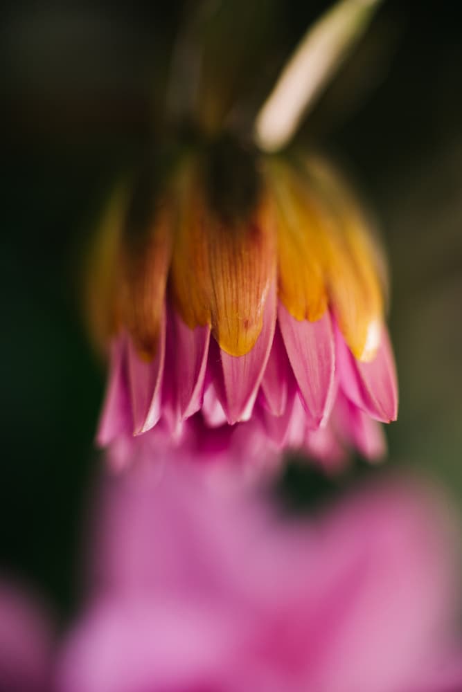 Delicate Pink Flower Bud by Javier Pardina — canvas wall art