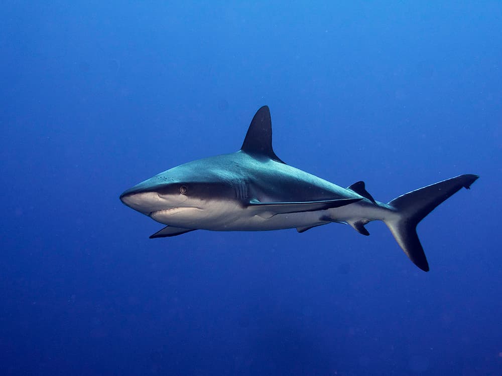 Deep Blue Shark by Ilan Ben Tov — canvas wall art