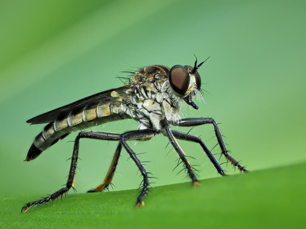Hairy Robber Fly by Takiko Hirai — canvas wall art
