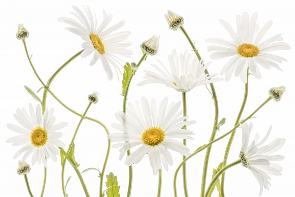 Ox eye Daisies by Mandy Disher — canvas wall art