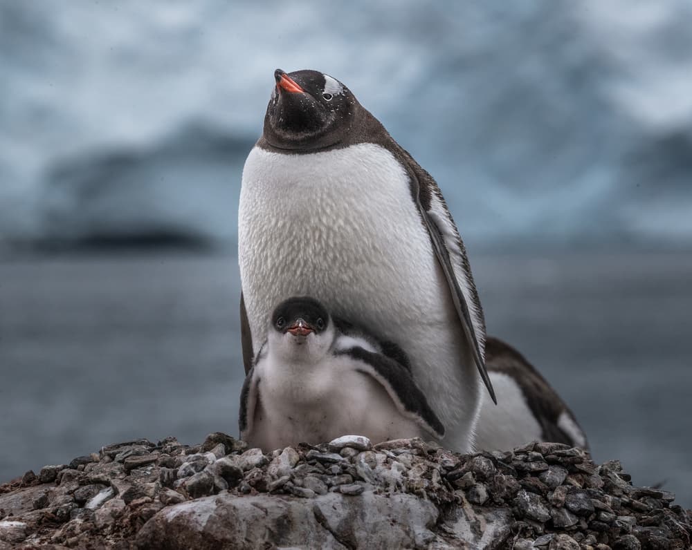 Penguin Parent And Chick by Alexander Lozitsky — canvas wall art