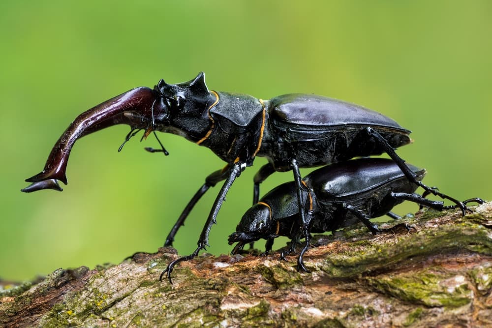 Stag Beetles In Nature by Petar Sabol — canvas wall art