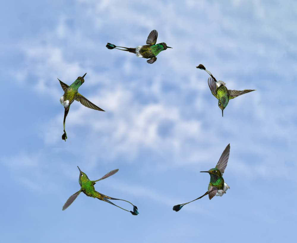 Emerald Hummingbirds Soaring by Amy Marques — canvas wall art
