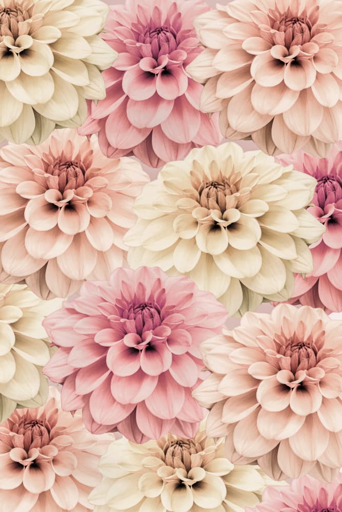 Dahlia by Kathrin Pienaar — canvas wall art