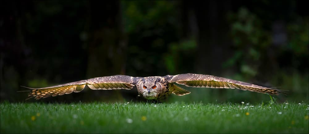 Owl by Chris Coenders — canvas wall art