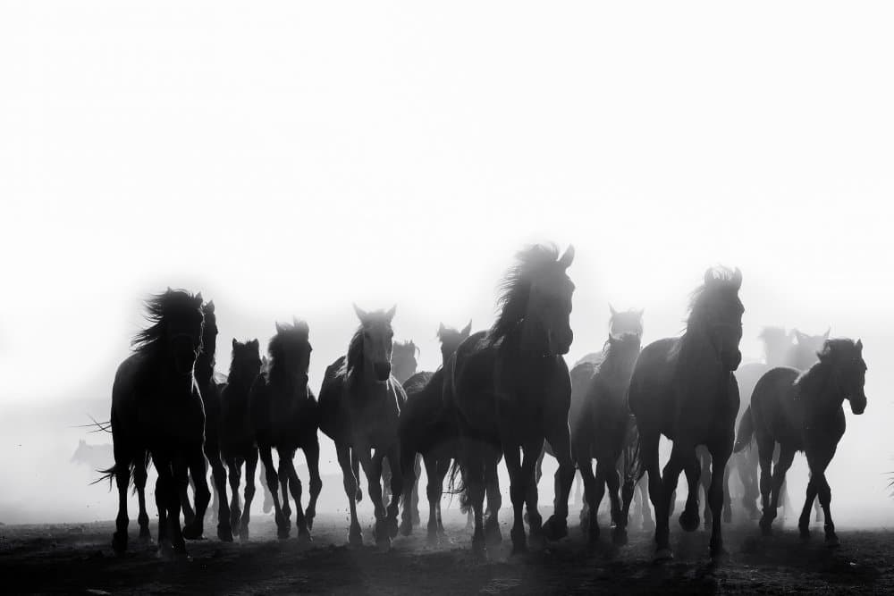 Wild Horses Galloping by durmusceylan — canvas wall art