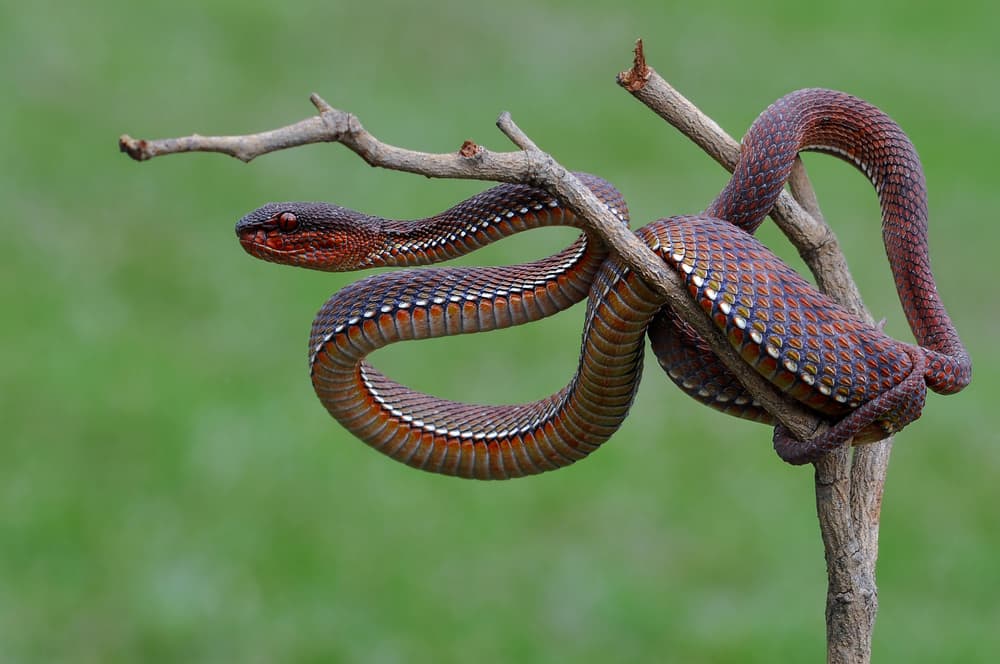 Coiled Red Viper by Edy Pamungkas — canvas wall art