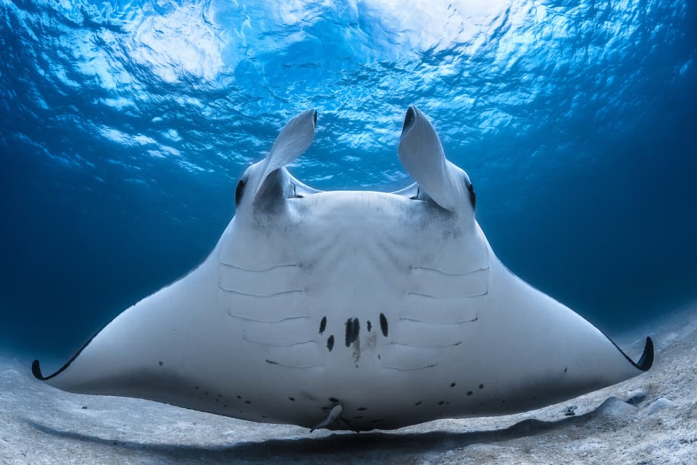 Majestic Manta Ray by Barathieu Gabriel — canvas wall art