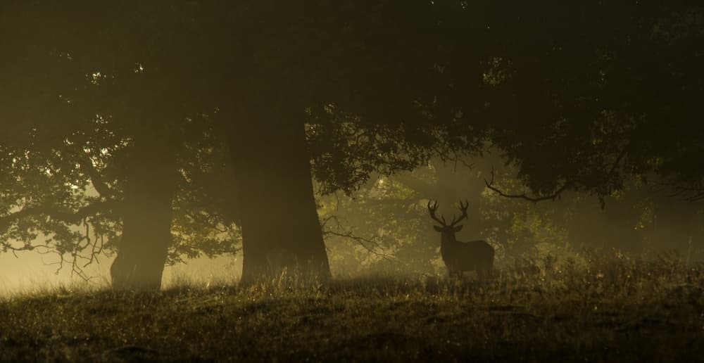 Deer in Golden Mist by INIGO CIA — canvas wall art