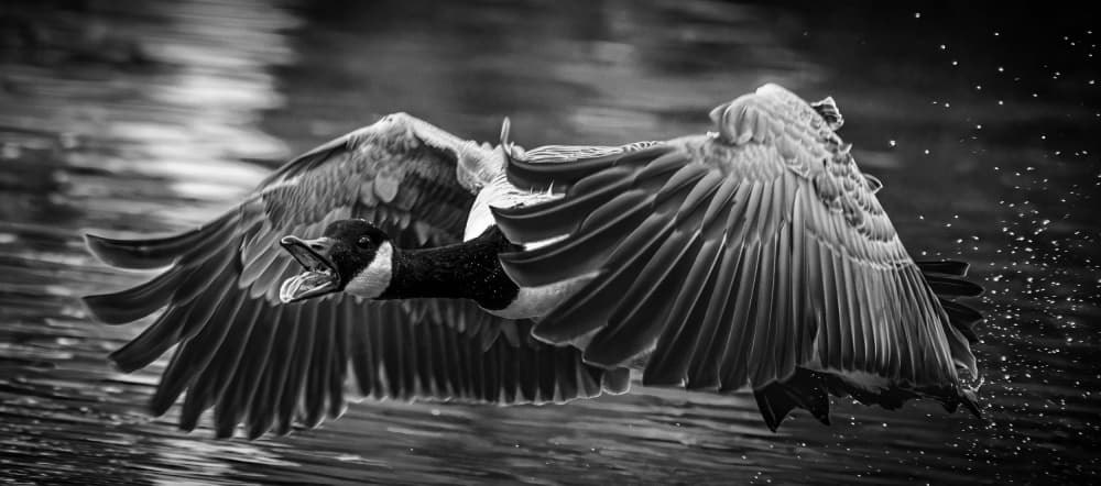 Goose Landing Splash by Danny Mendoza — canvas wall art