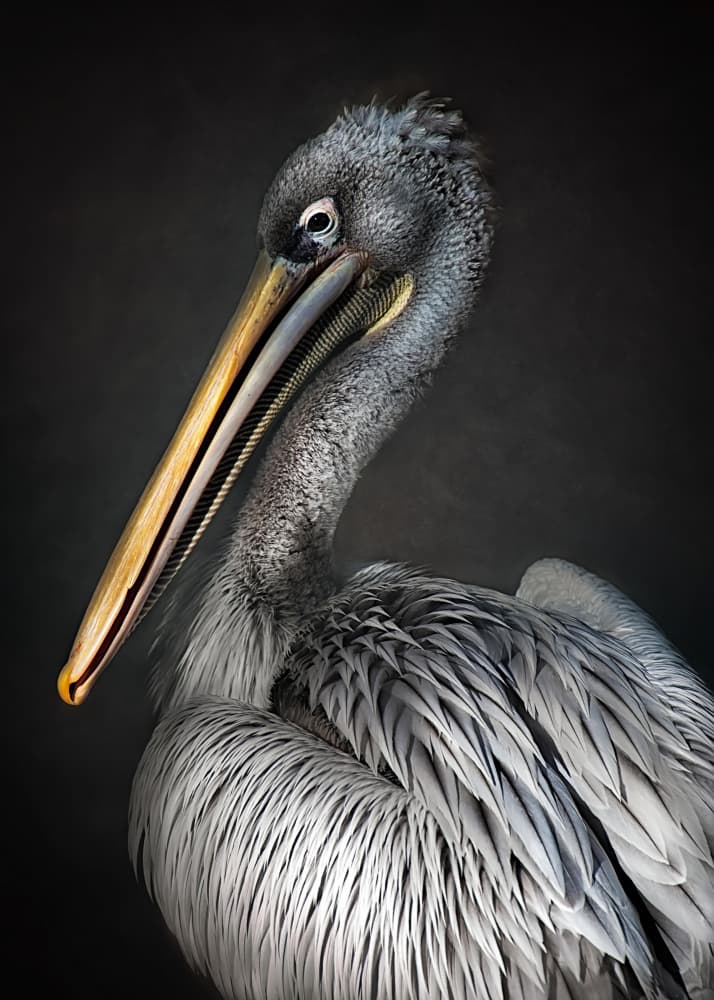 Elegant Pelican Portrait by Santiago Pascual Buye — canvas wall art