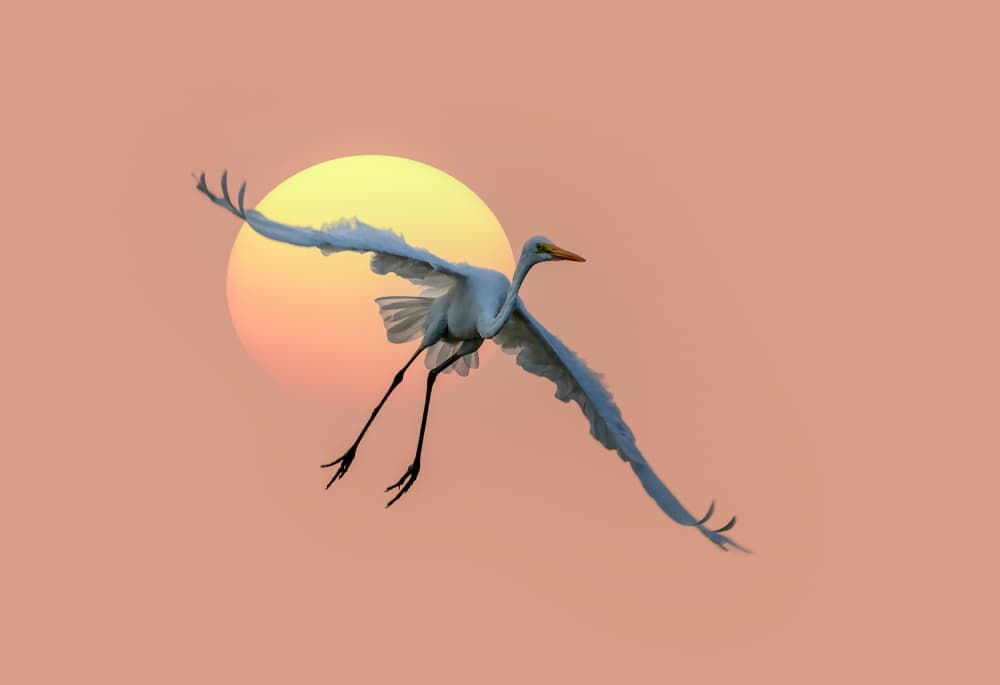 Egret's Golden Sky by אייל בר אור • Eyal Bar Or — canvas wall art