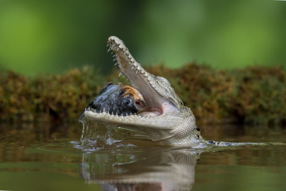 Crocodile Catching Fish by Ajar Setiadi — canvas wall art