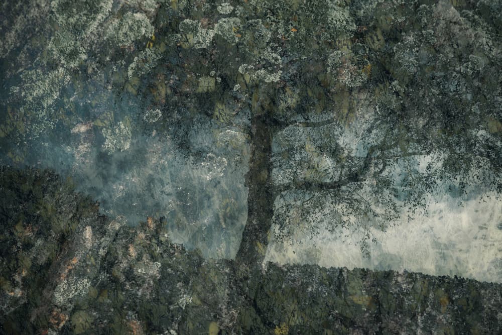 Rocks and a tree by Nel Talen — canvas wall art