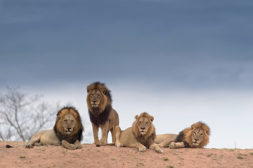 Four Male Lions by Ozkan Ozmen / Big Lens Adventures — canvas wall art