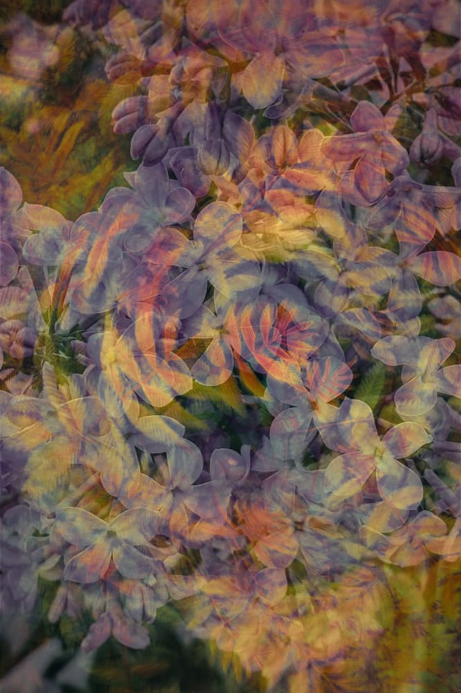 Colorful Flower Impression by Pelin Atilla — canvas wall art