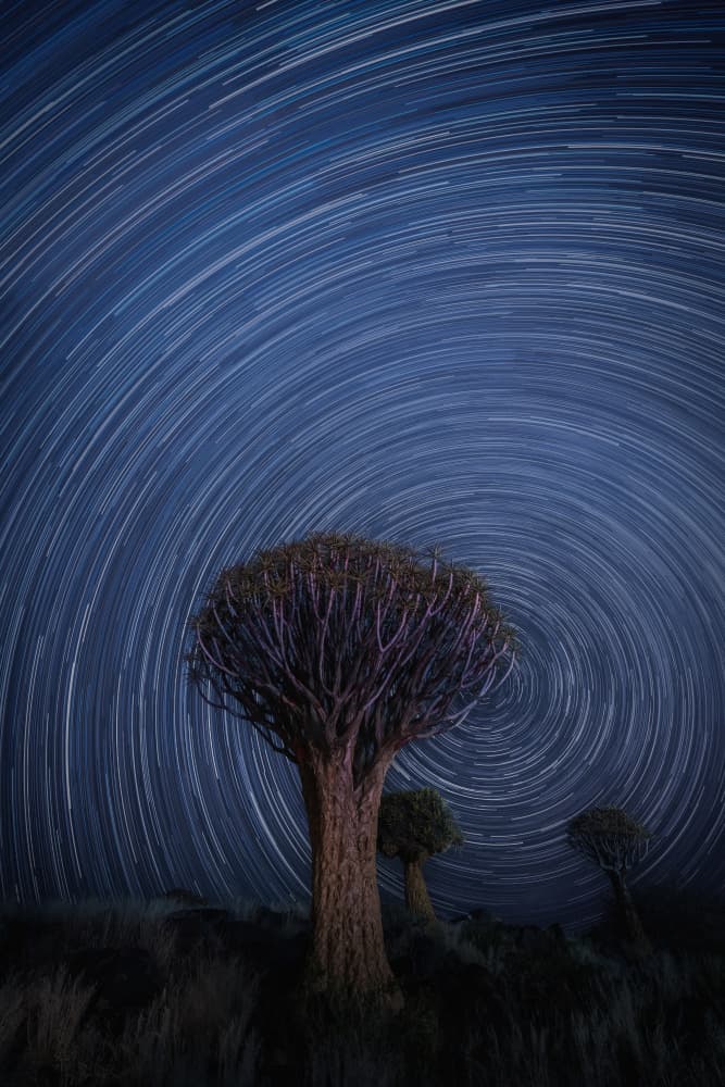 Quiver Tree Star Trails by Yu Mao — canvas wall art