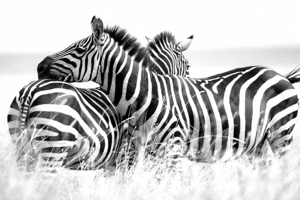 Black and White Zebras by Andrea Auf dem Brinke — canvas wall art