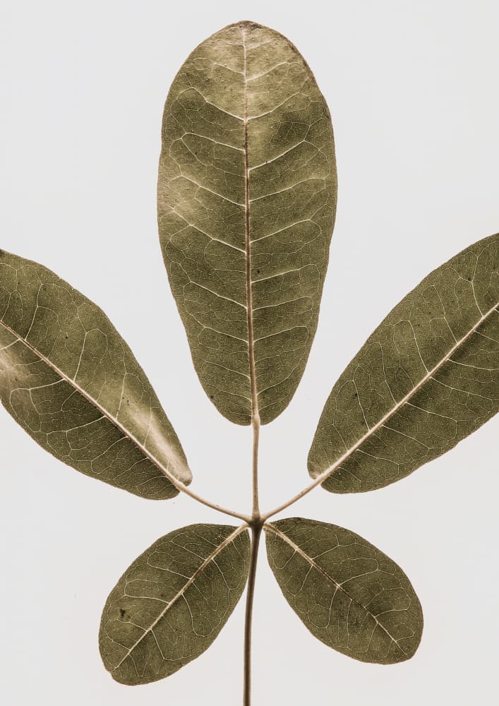 Five Leaf Harmony by Shot by Clint — canvas wall art