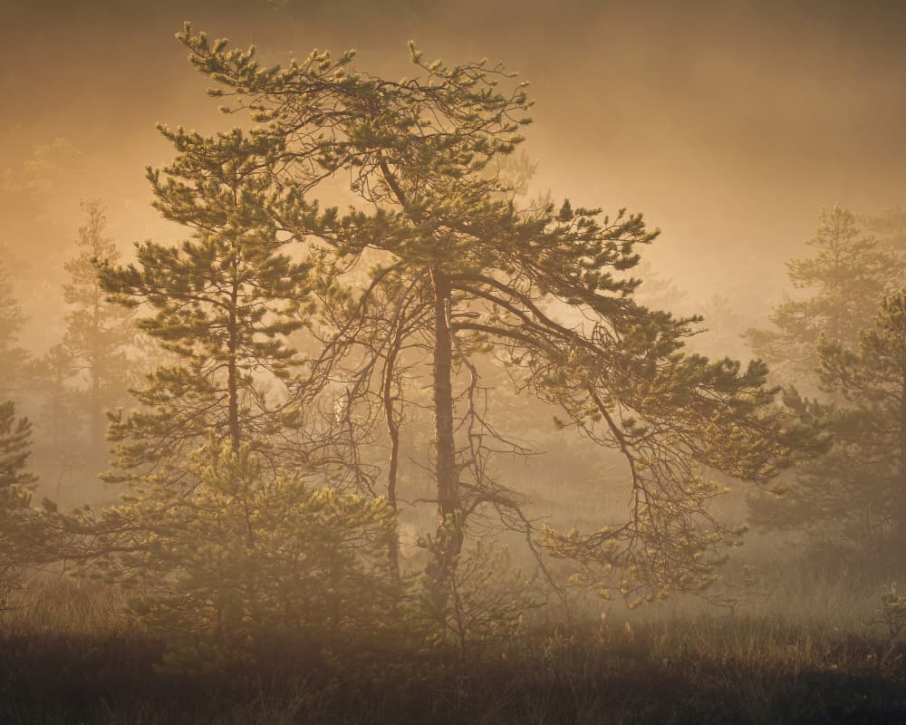 Golden Fog Forest by Hamed Bank — canvas wall art