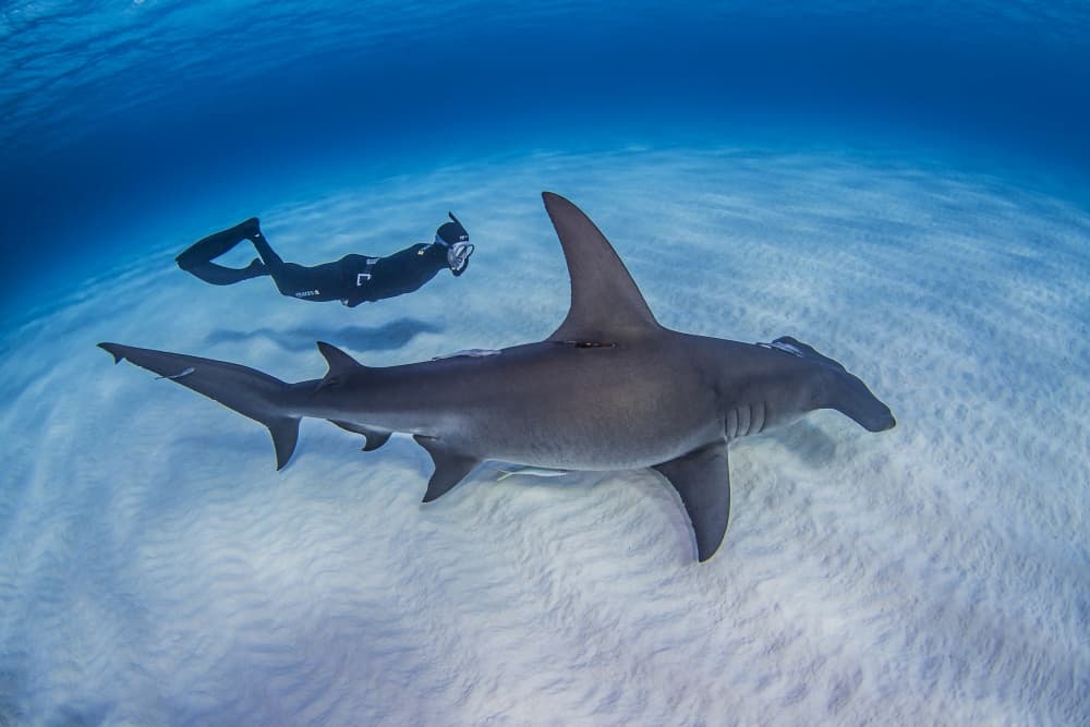 Hammerhead Shark Encounter by Ken Kiefer — canvas wall art