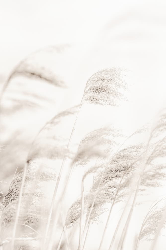 Swaying Pampas Grass by Pictufy Studio III — canvas wall art