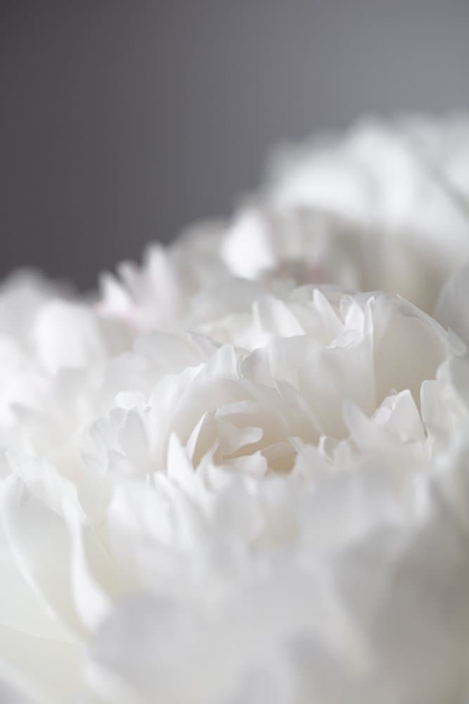 White Peony Bloom by Pictufy Studio III — canvas wall art