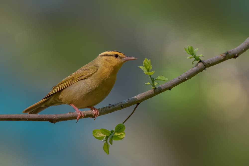 Spring Songbird on Branch by Jacob (Jian) Xu — canvas wall art