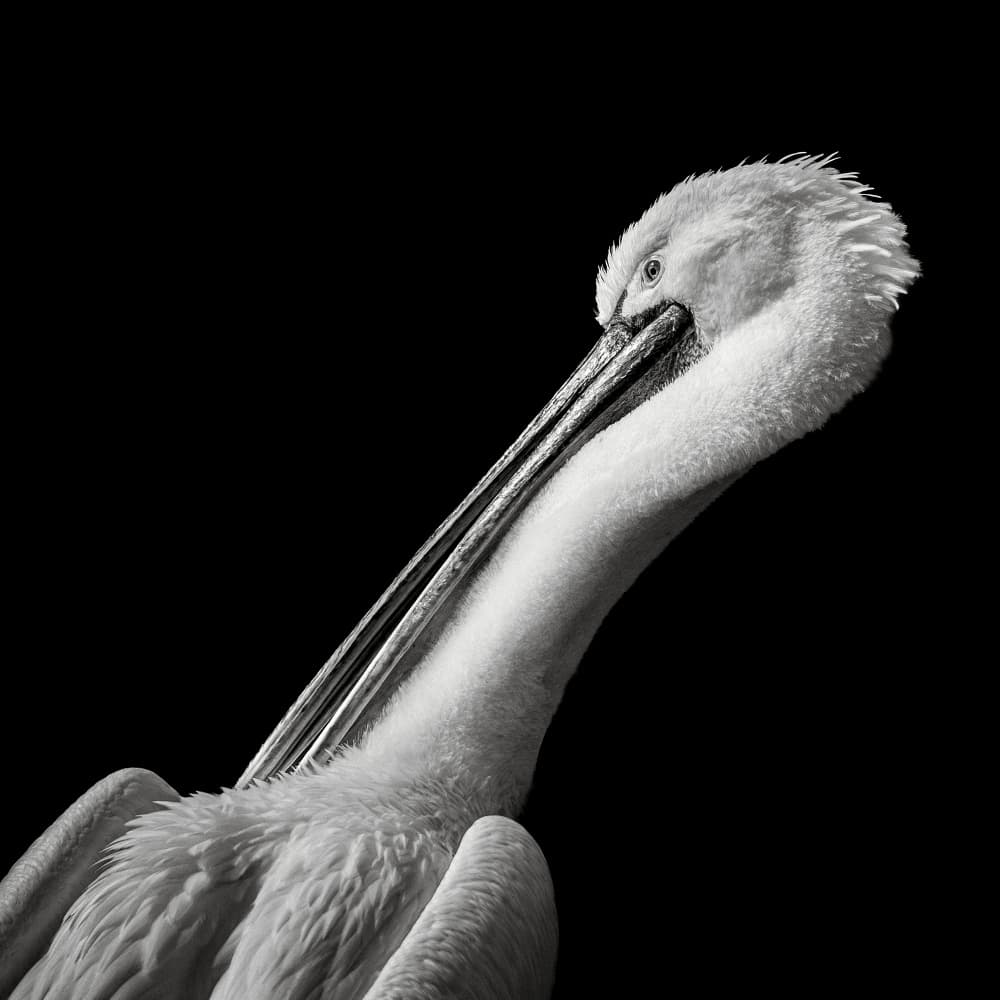 Elegant Pelican Portrait by Christian Meermann — canvas wall art