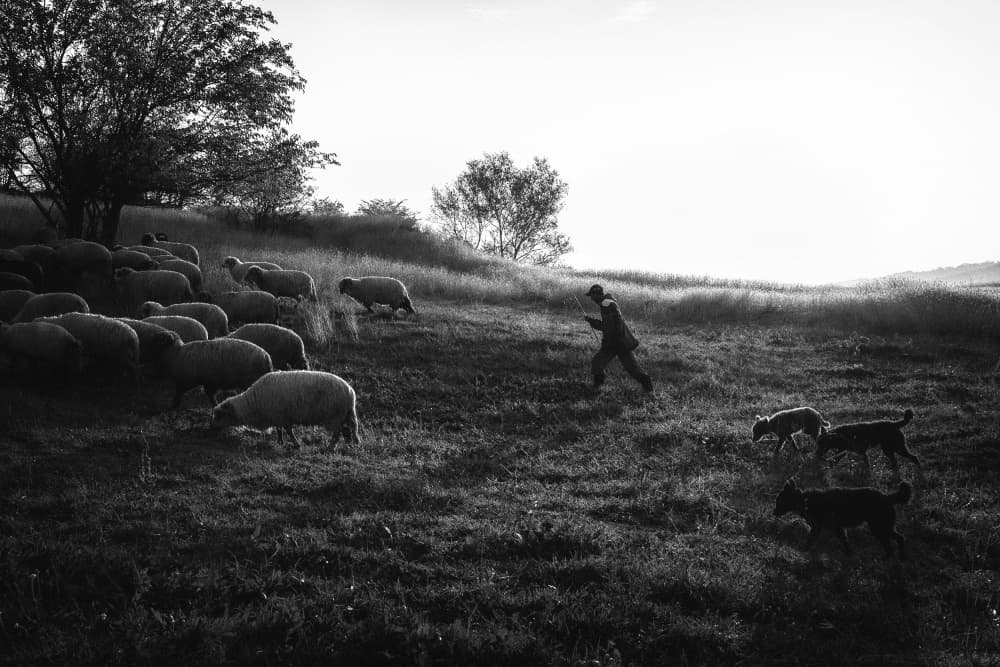 Shepherd Herding Sheep by Sebastian Prioteasa — canvas wall art