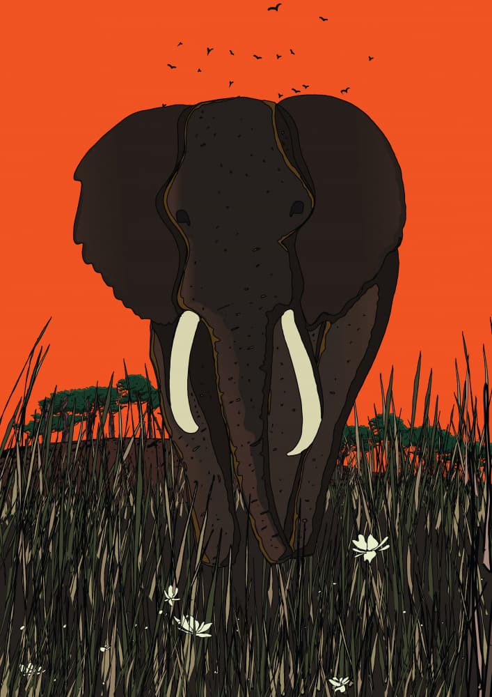 African Elephant Sunset by Nicholas — canvas wall art