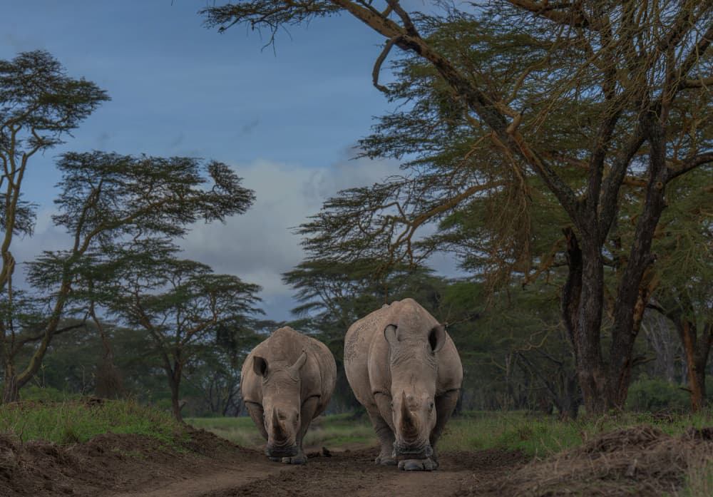 Majestic African Rhinos by Jennifer Lu — canvas wall art