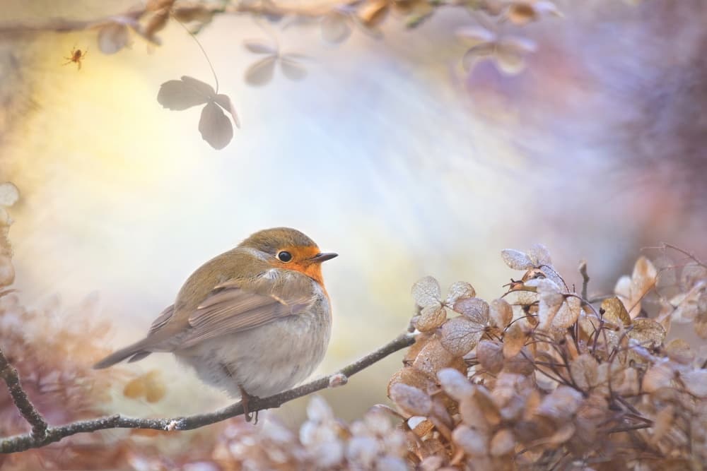 Soft Light Robin by Teuni — canvas wall art
