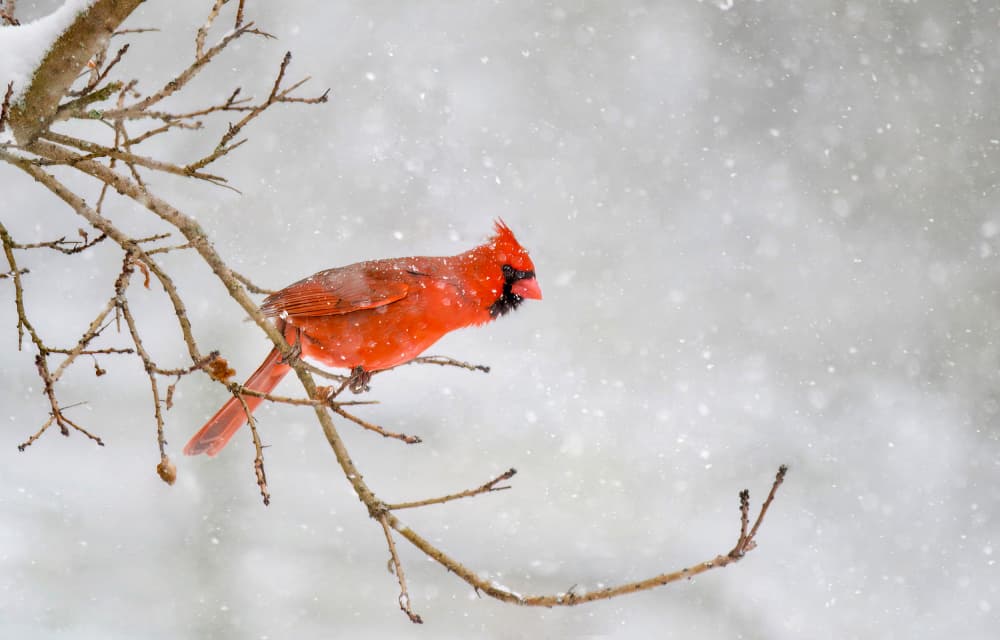 Red Cardinal In Snow by Rong Wang — canvas wall art