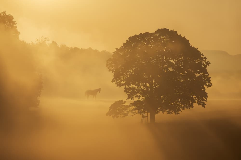 Golden Morning Mist by Ilona Rosenkrancová — canvas wall art