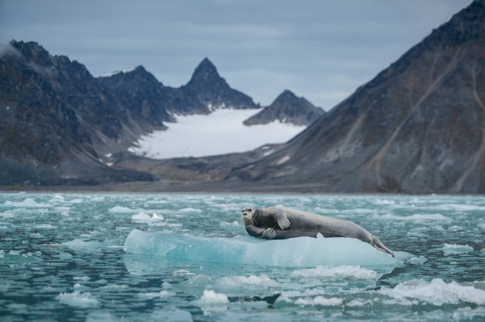 Arctic Seal on Iceberg by Manish Nagpal — canvas wall art