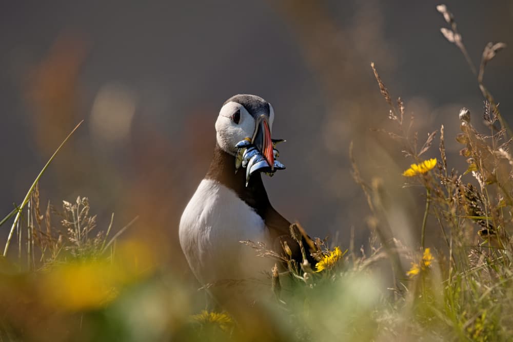 Puffin's Fresh Catch by Bragi Kort — canvas wall art