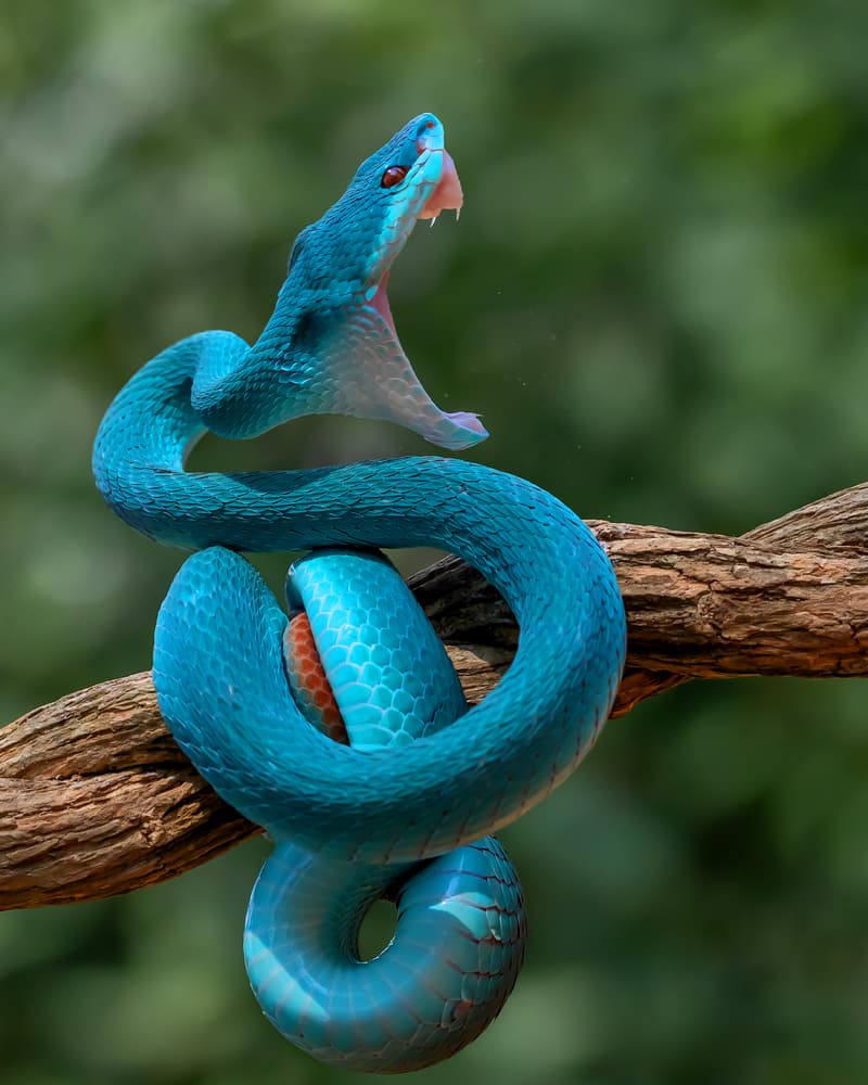 Striking Blue Viper by Gunarto Song — canvas wall art