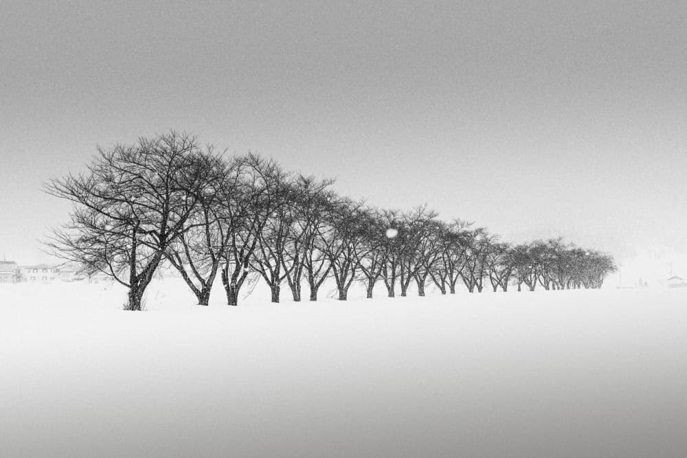 Line of Winter Trees by Jana Luo — canvas wall art