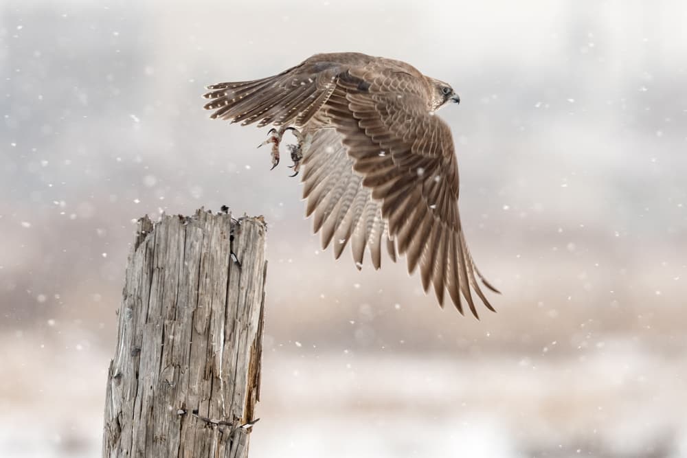 Winter Falcon Flight by OSAMU ASAMI — canvas wall art