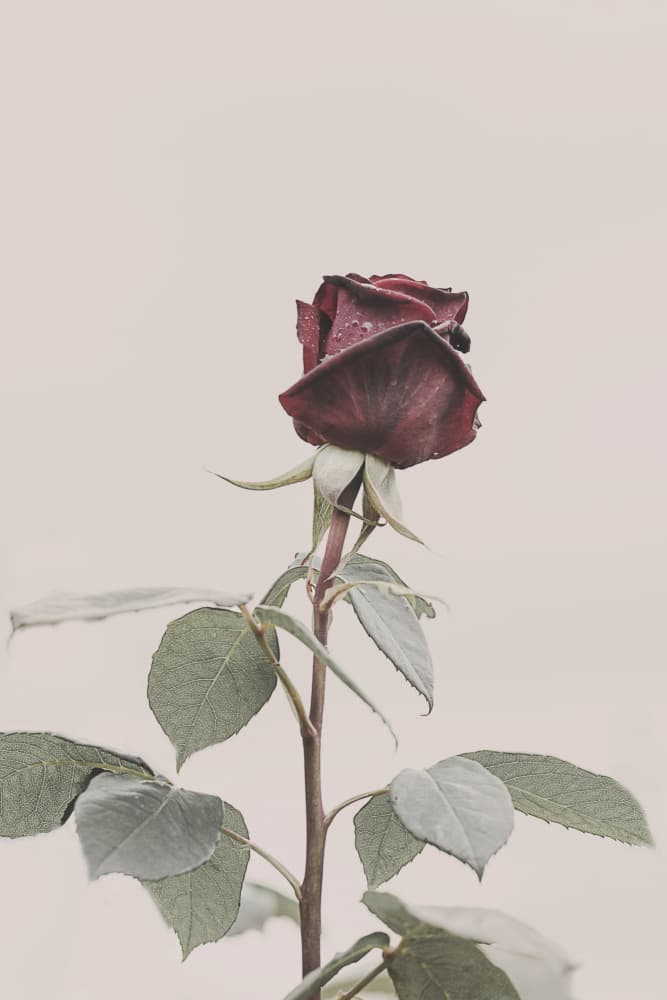 Rose by Kathrin Pienaar — canvas wall art