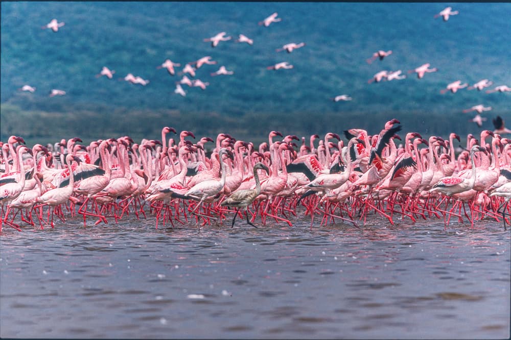 Pink Flamingos Wading by Jeffrey C. Sink — canvas wall art
