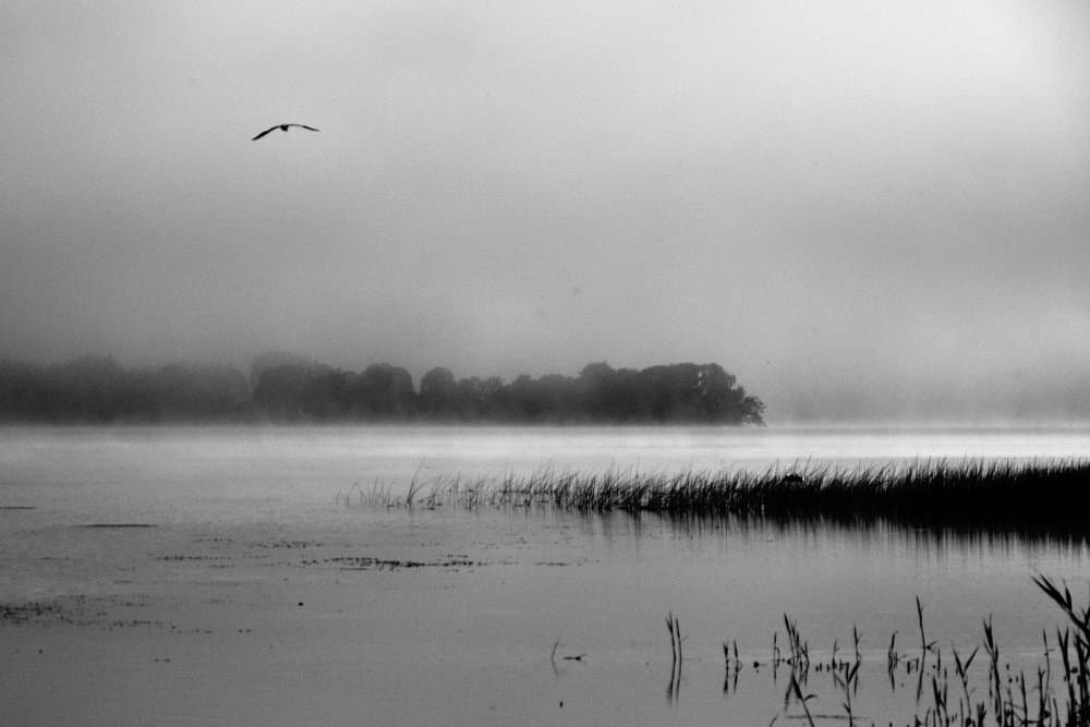 Misty Morning Bird Flight by Poul-Erik Riis — canvas wall art