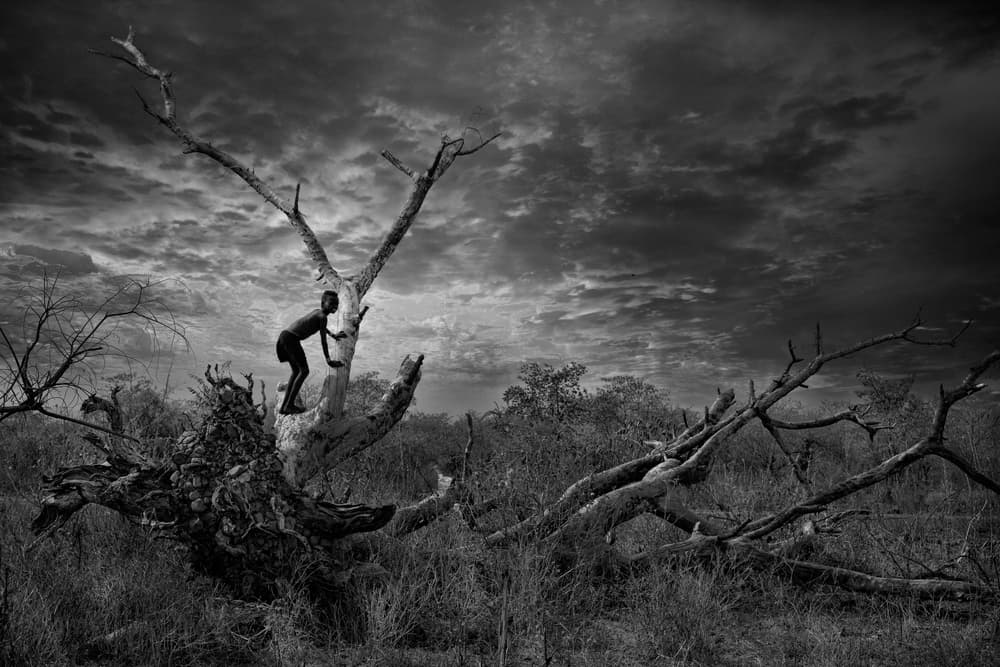 Boy Climbs Dead Tree by Svetlin Yosifov — canvas wall art