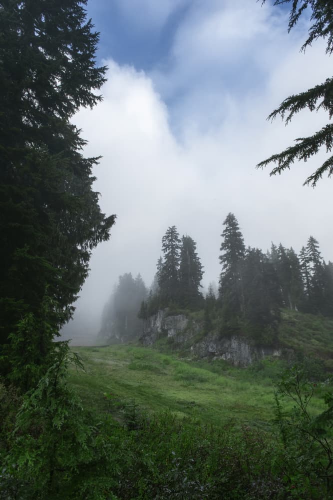Misty Mountain Forest by Lynann Colligan — canvas wall art