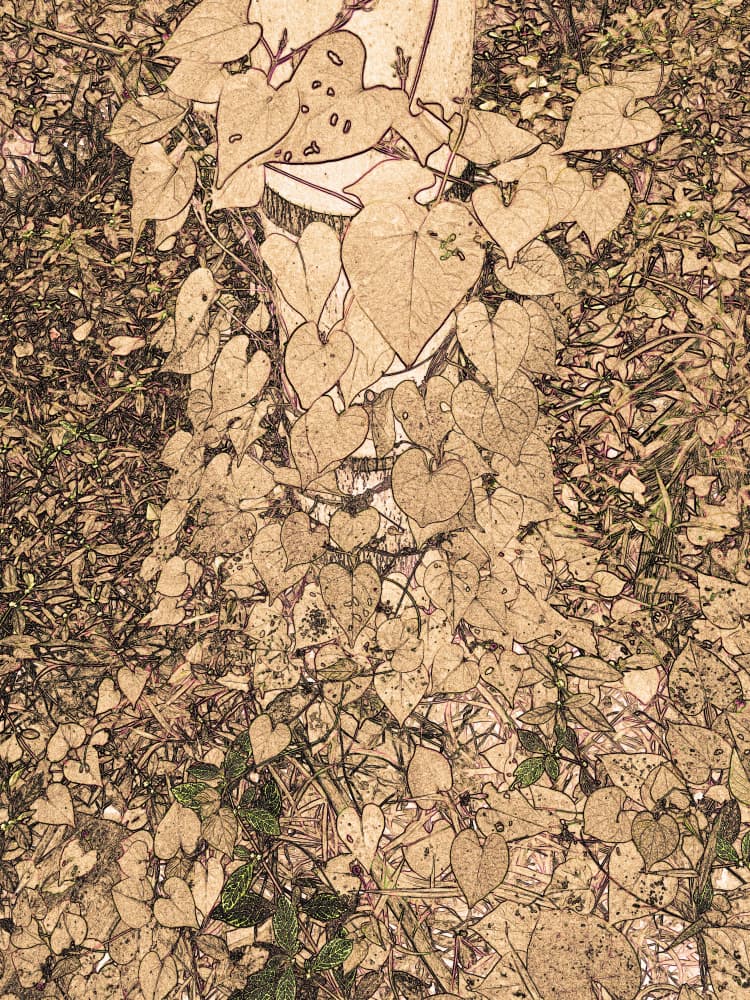 Heart Leaf Vine Sketch by Santhosh ch — canvas wall art