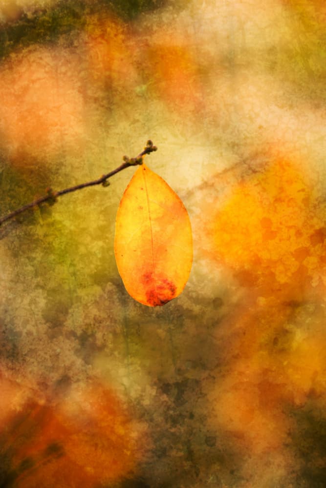 Golden Autumn Leaf by Xiang yang Cui — canvas wall art